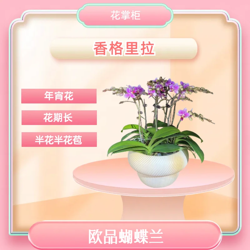 【香格里拉】香味欧品蝴蝶兰 粉紫款 室内精品观赏花卉盆栽 真花