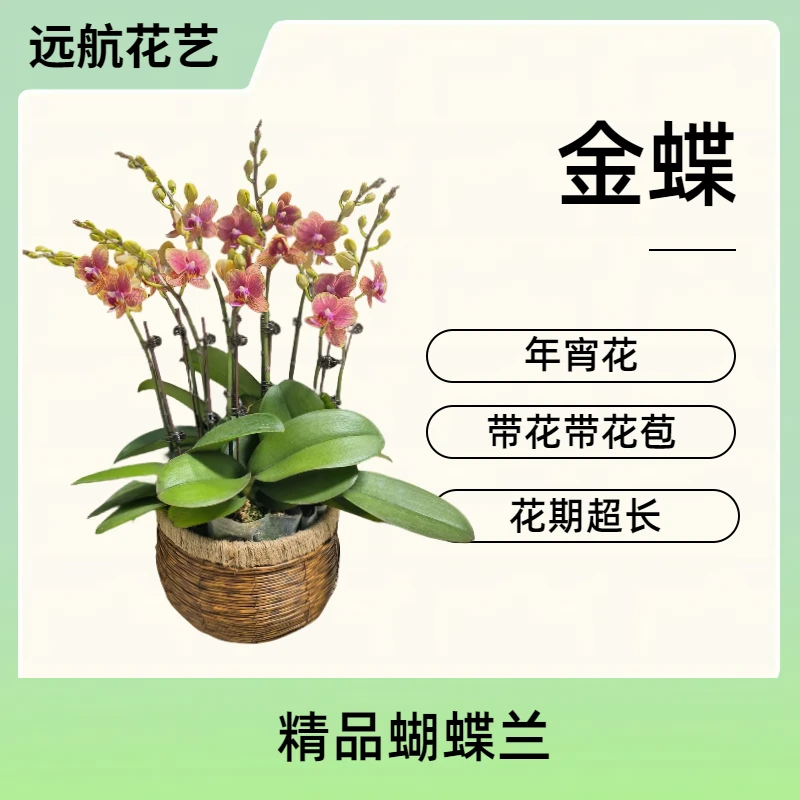 【金蝶】进口欧品蝴蝶兰 年宵花 室内精品观赏花卉组盆 半花半花苞