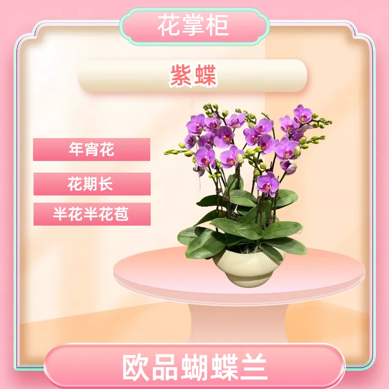 【紫蝶】年宵 紫红色花  客厅卧室观赏花卉发货 真花