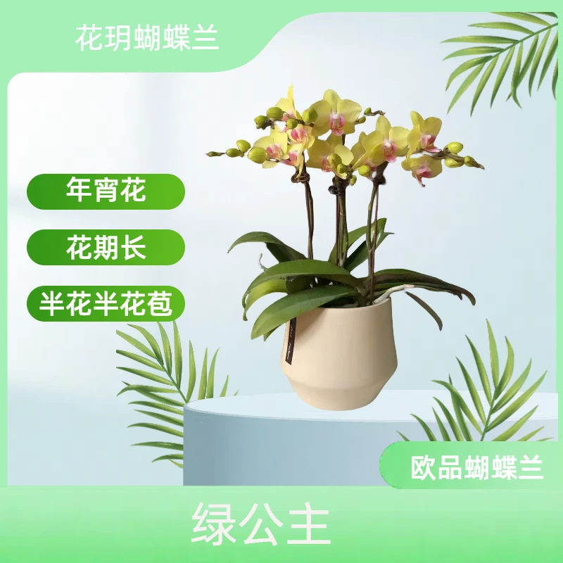 【绿公主】花玥进口欧品蝴蝶兰室内精品观赏花卉盆栽半花半花苞