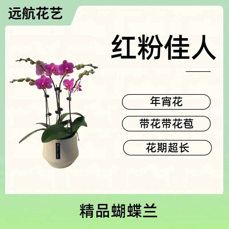【红粉佳人】 进口欧品蝴蝶兰粉紫系 室内精品观赏花卉 真花 带花苞