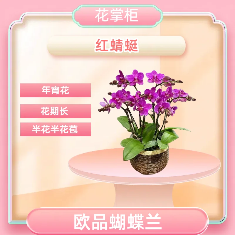 【红蜻蜓】进口欧品蝴蝶兰 粉紫色花 室内精品观赏  花卉组盆 真花