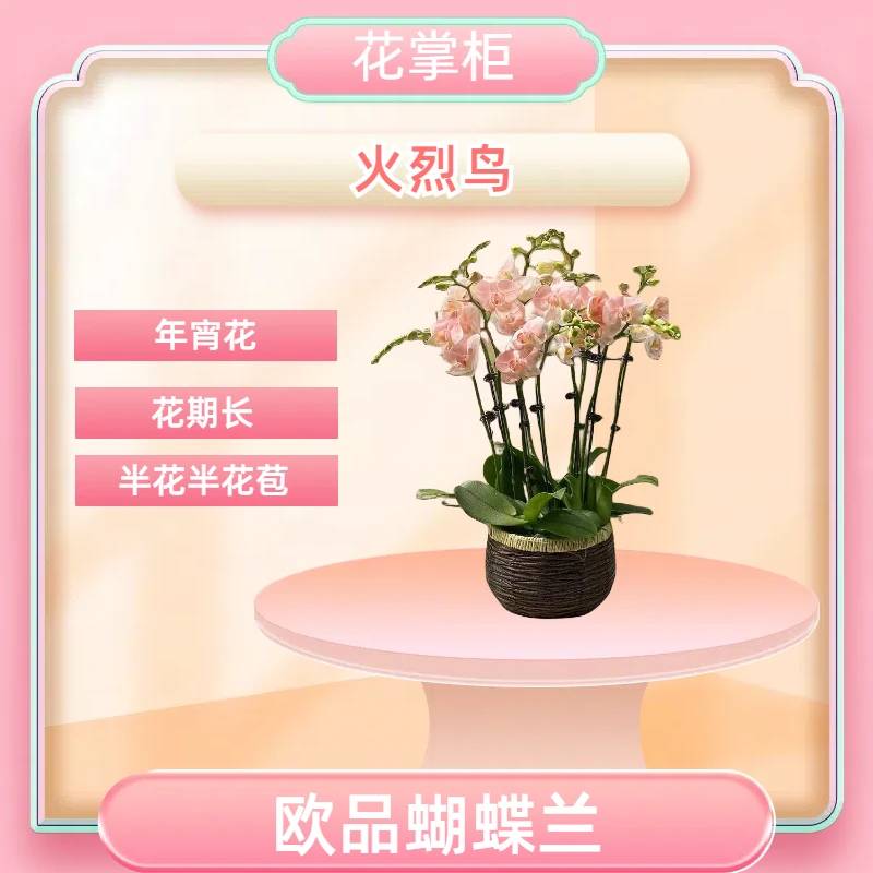 【火烈鸟】进口欧品蝴蝶兰 粉色系 室内观赏精品花卉盆栽 开花 真花