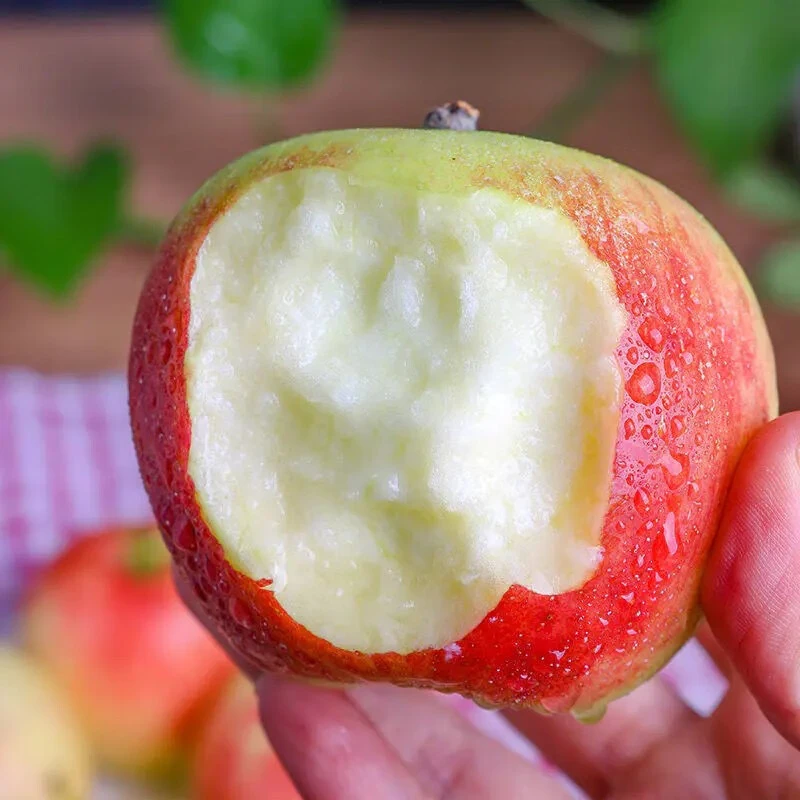 C【24年新果】新鲜嘎啦苹果2-8斤装应当季小苹果脆粉两吃香甜多汁