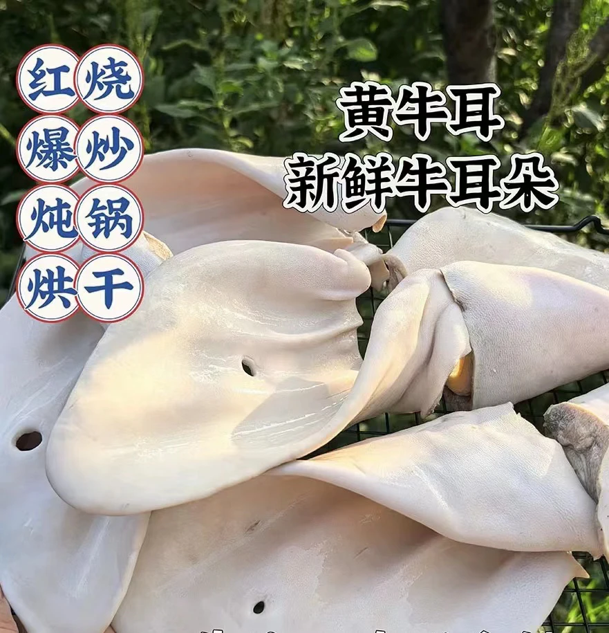 牛耳朵 国产黄牛耳 新鲜生牛耳朵 牛脆骨 牛软骨 包邮 送卤料包
