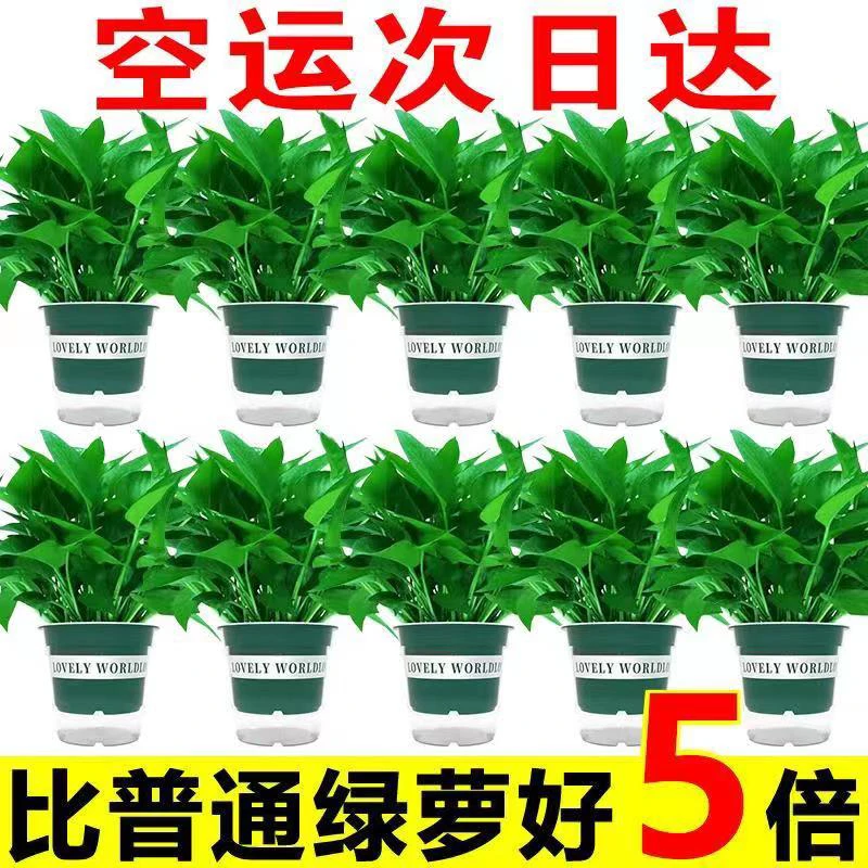 【当天发】绿萝盆栽室内好养吸除甲醛净化空气水培植物绿植花卉箩