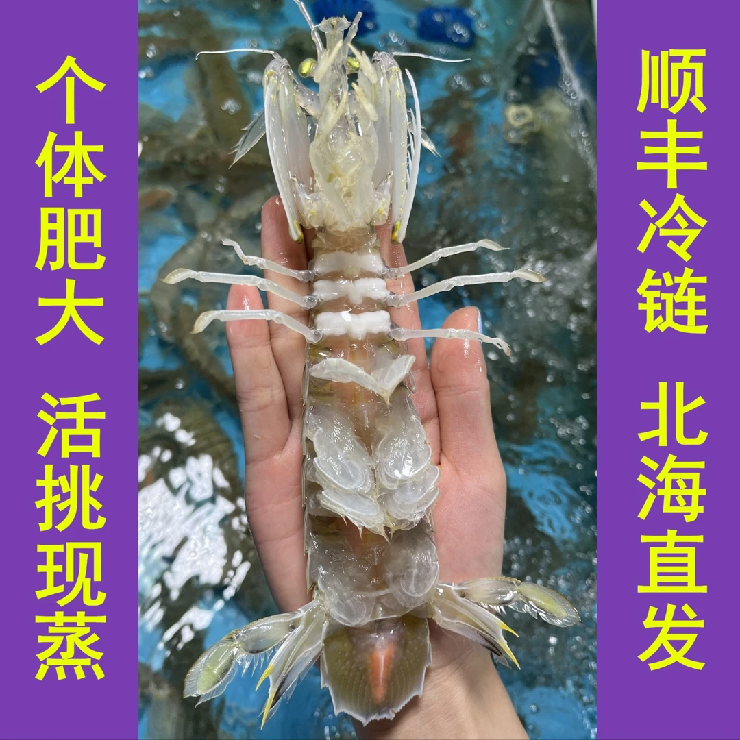 北海皮皮虾母膏虾特大肉虾虾耙子爬爬虾5-7条/斤【蒸熟发货】