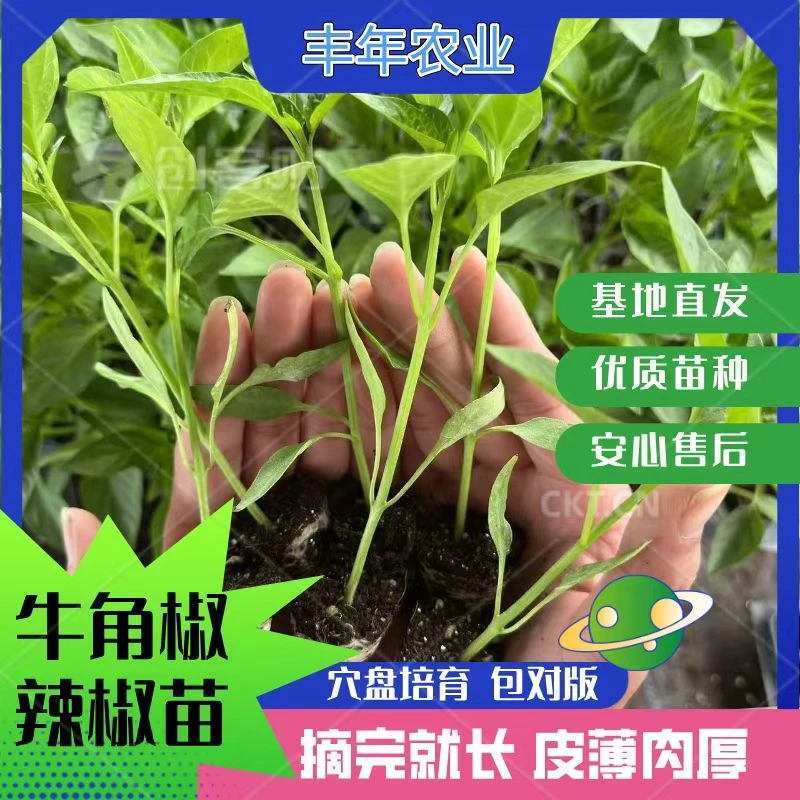 辣椒苗特大牛角椒苗秋冬耐寒蔬菜苗室内阳台庭院盆栽种籽高产秧苗