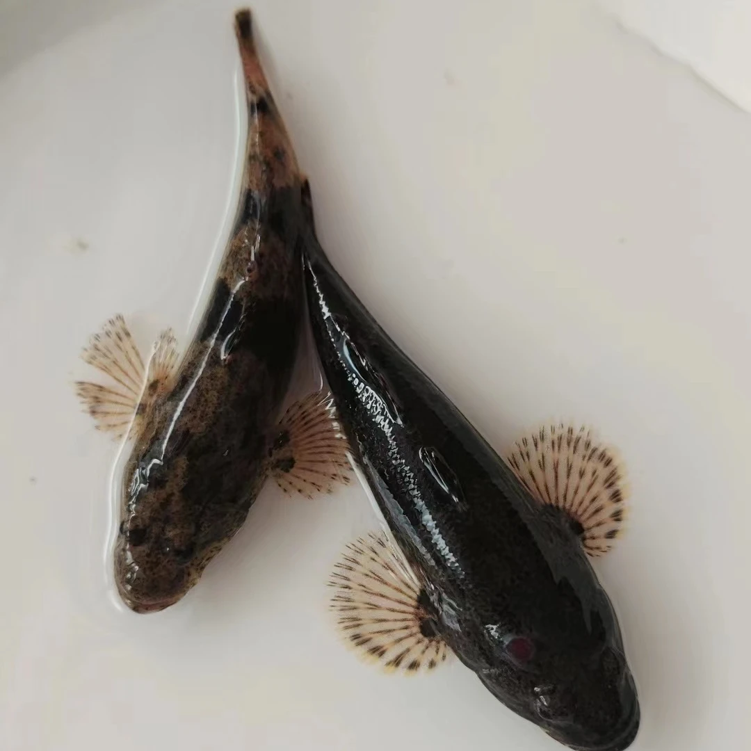 沙塘鲤笋壳鱼淡水观赏鱼（不包邮）