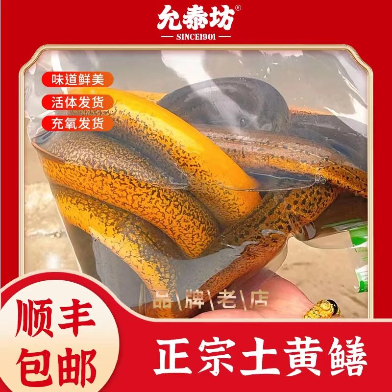 允泰坊土黄鳝鳝鱼口感鲜美鲜活水产3斤顺丰包邮