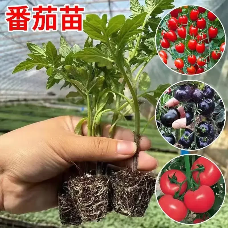 番茄苗大红番茄苗红圣女果苗黑珍珠黄圣女果阳台庭院种植物盆栽