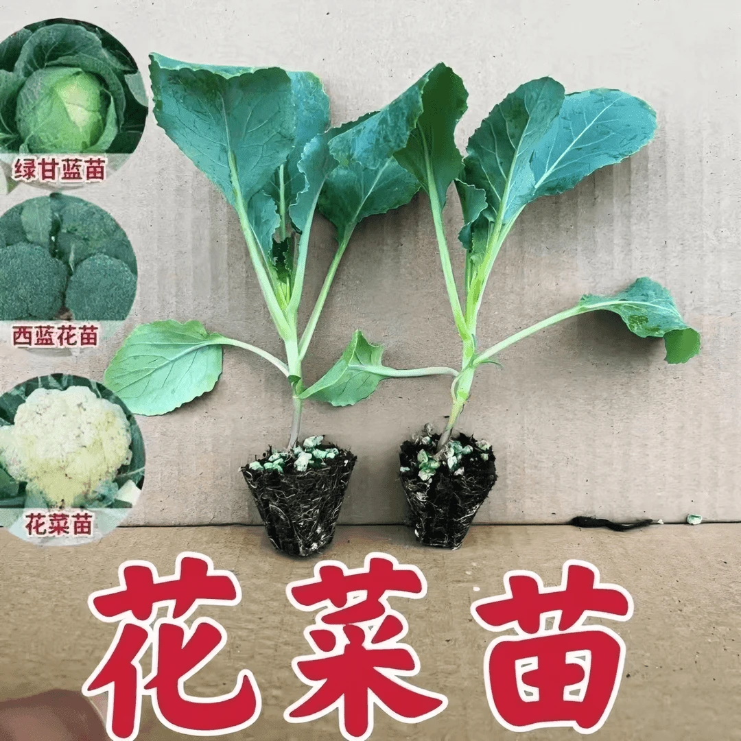有机松花菜秧苗菜花苗新松青梗散花耐热耐寒高产蔬菜花菜秧苗带土