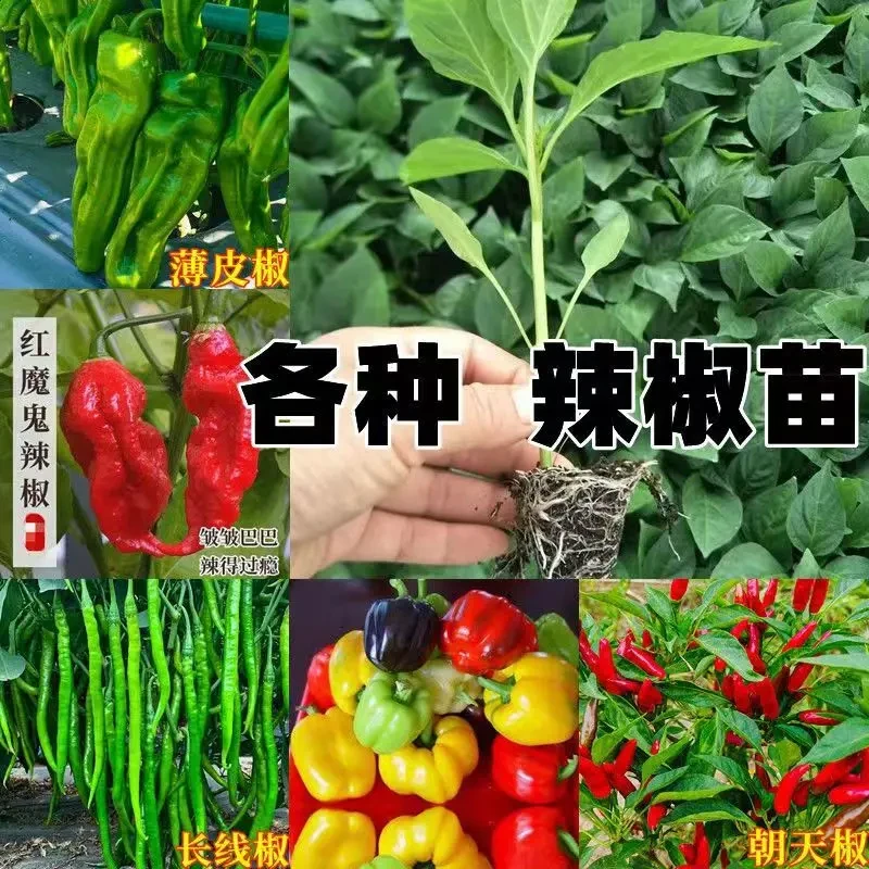 高产辣椒秧苗薄皮椒苗螺丝椒苗朝天椒四季阳台种植易成活带土发货