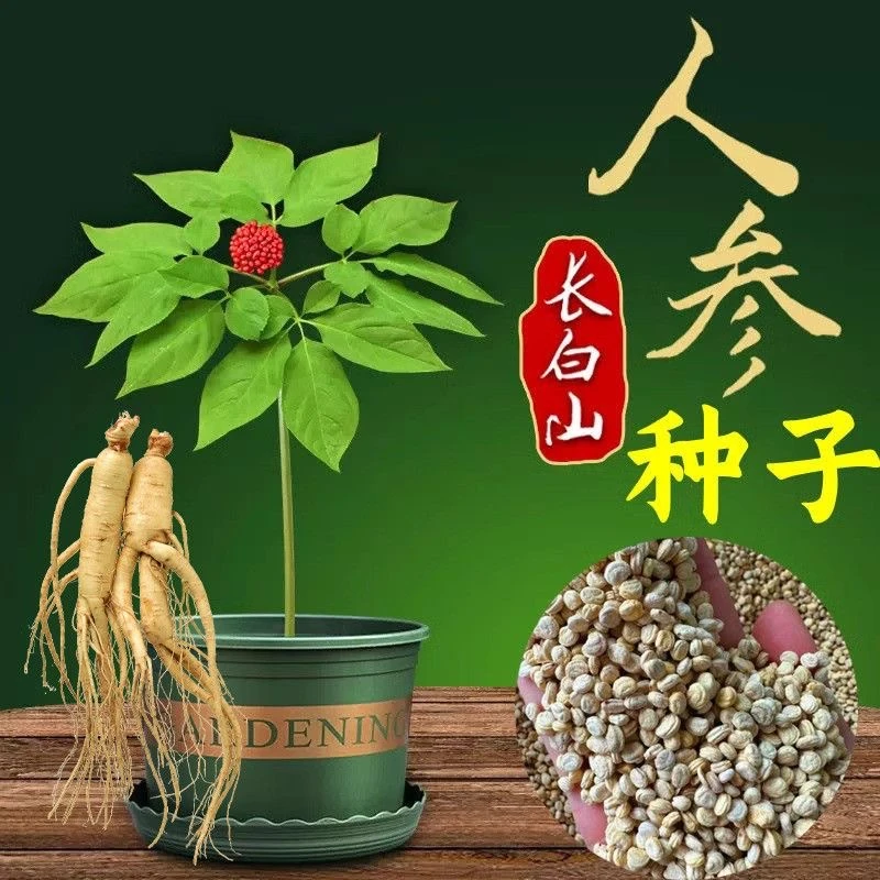 长白山人参种子一年四季种植盆栽东北参种子草本植物种子