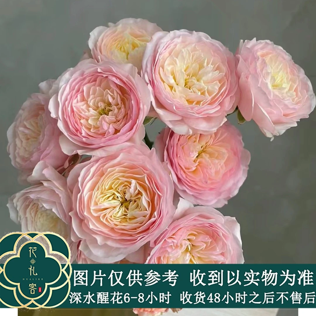 云花巷#多头玫瑰 【凯拉】鲜花优选 顺丰直发