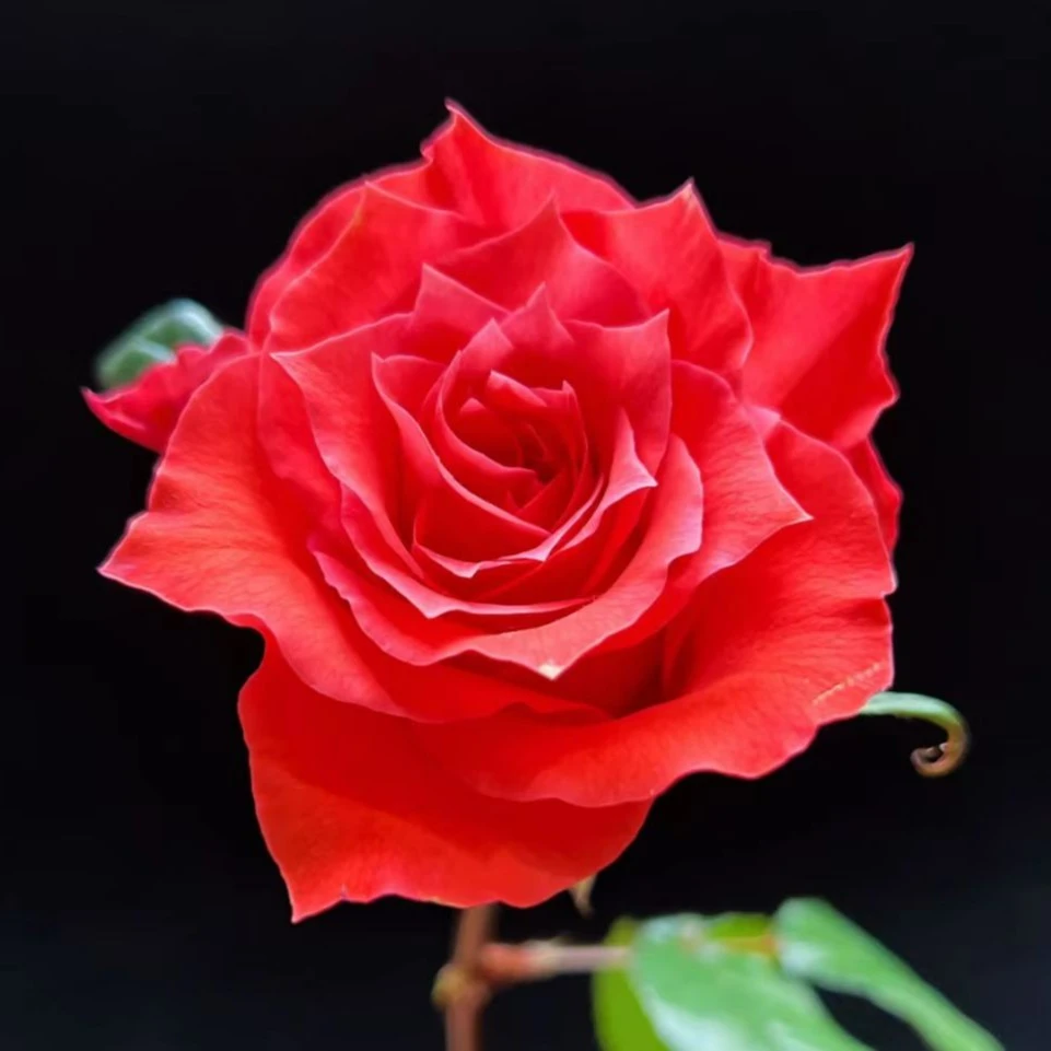 云花巷 * 单头玫瑰 【玉海棠】鲜花优选顺丰直发