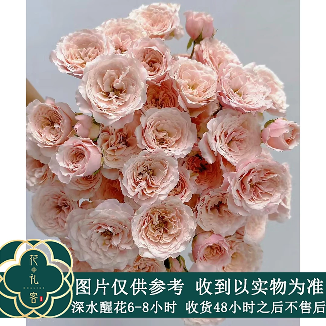 云花巷#多头玫瑰 【丽丽卡】鲜花优选 顺丰直发