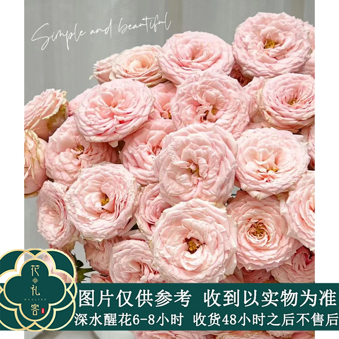 云花巷 *多头玫瑰 【珍妮贝尔】鲜花优选顺丰直发