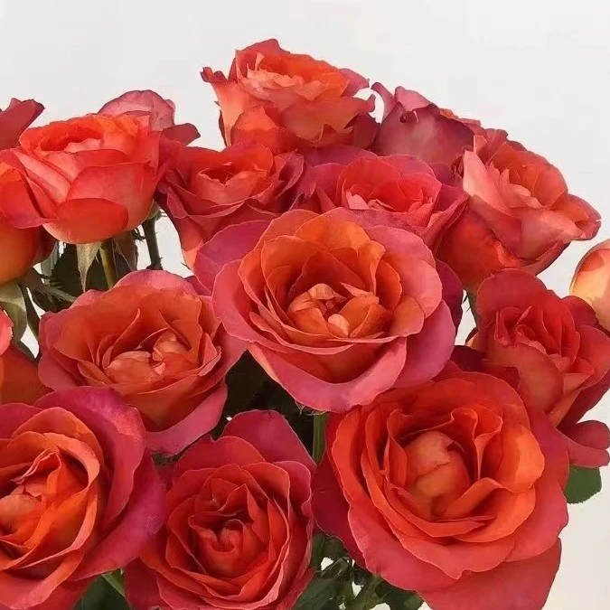 云花巷#单头玫瑰 【咖啡时间】鲜花优选 顺丰直发