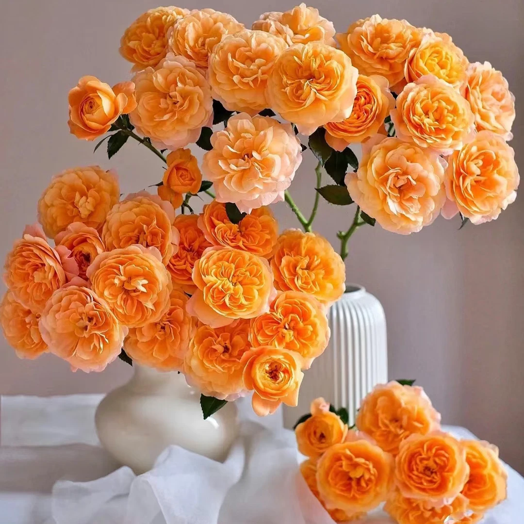 云花巷#多头玫瑰【果汁阳台】高品质鲜切花云南基地直采顺丰直发