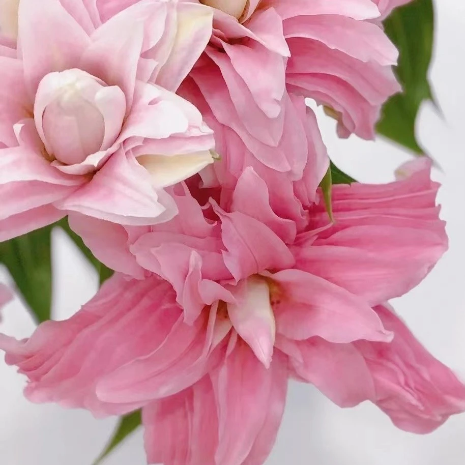 云花巷重瓣百合【戴安娜】鲜花优选顺丰基地直发