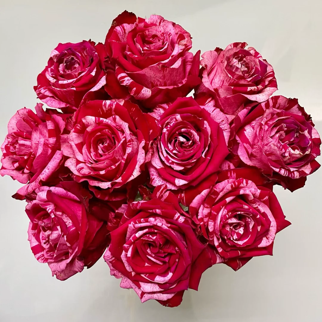 云花巷#单头玫瑰 【幸运女神】鲜花优选 顺丰直发