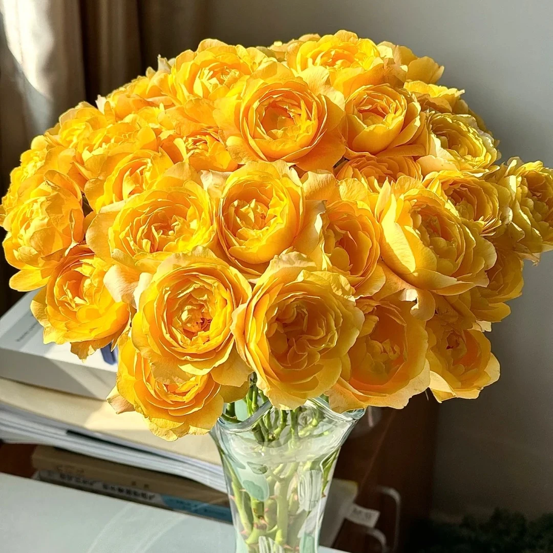 云花巷#多头玫瑰【橙汁阳台】高品质鲜切花云南基地直采顺丰直发