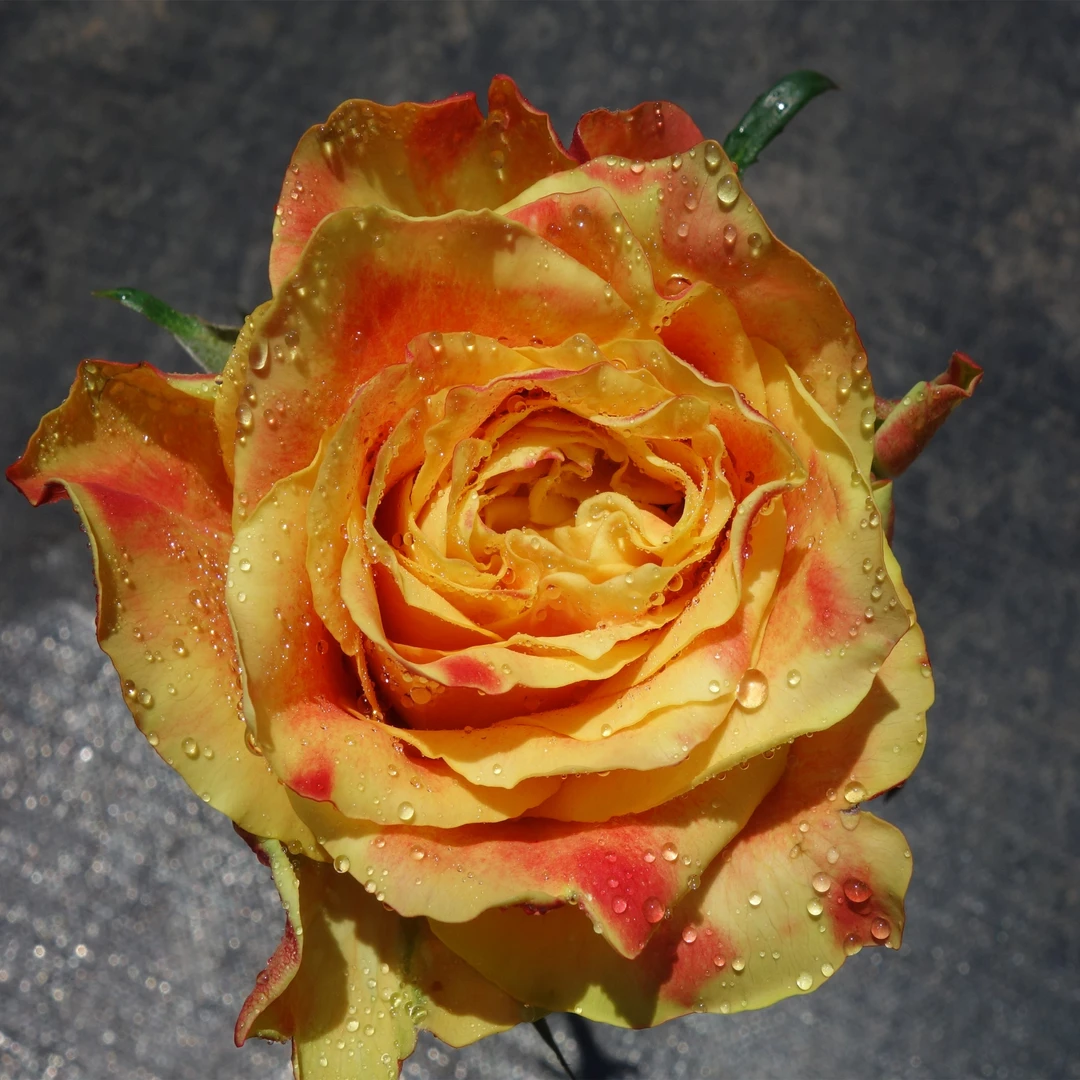 云花巷#【欢乐颂】鲜花优选 顺丰直发