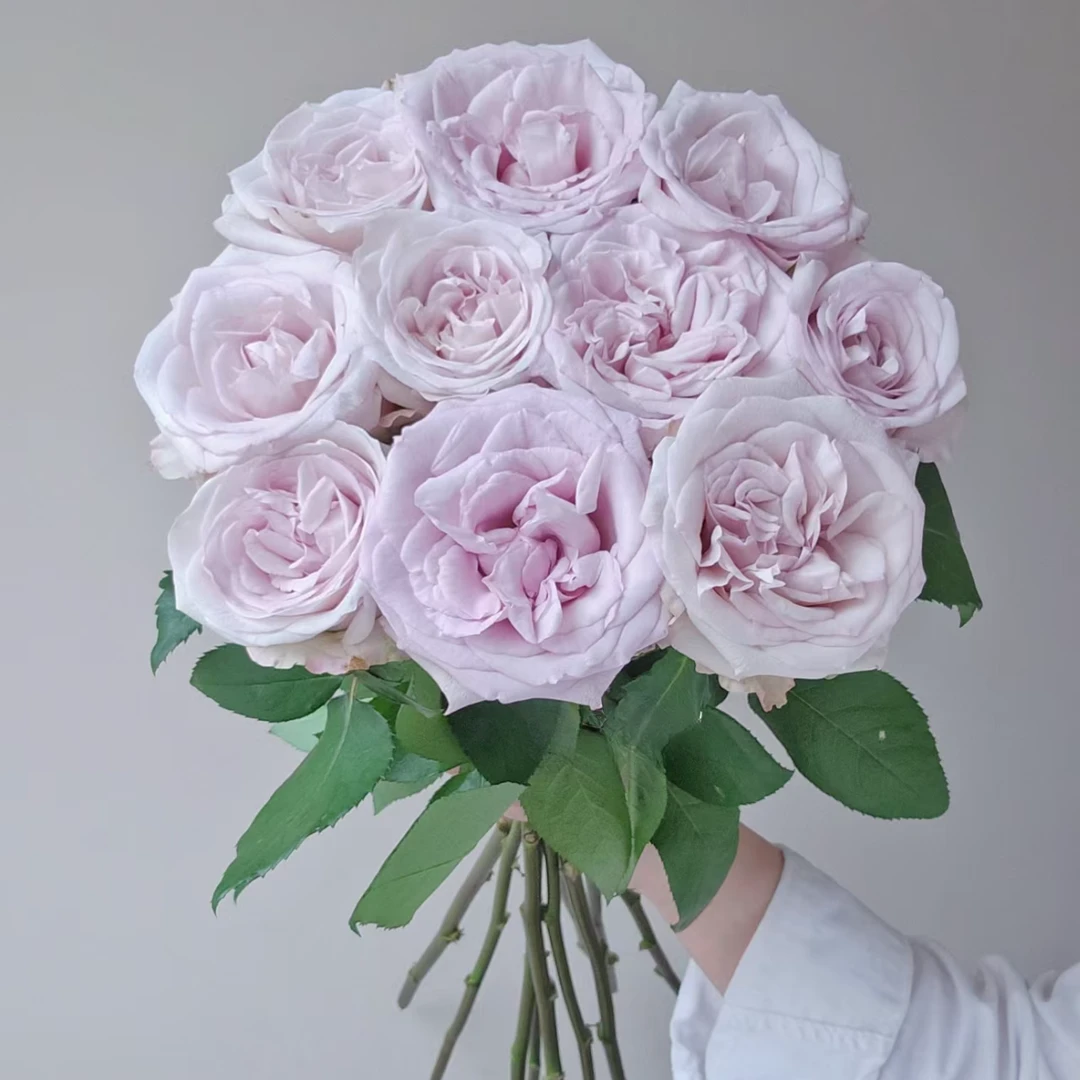 云花巷#单头玫瑰 【朵拉】鲜花优选 顺丰直发