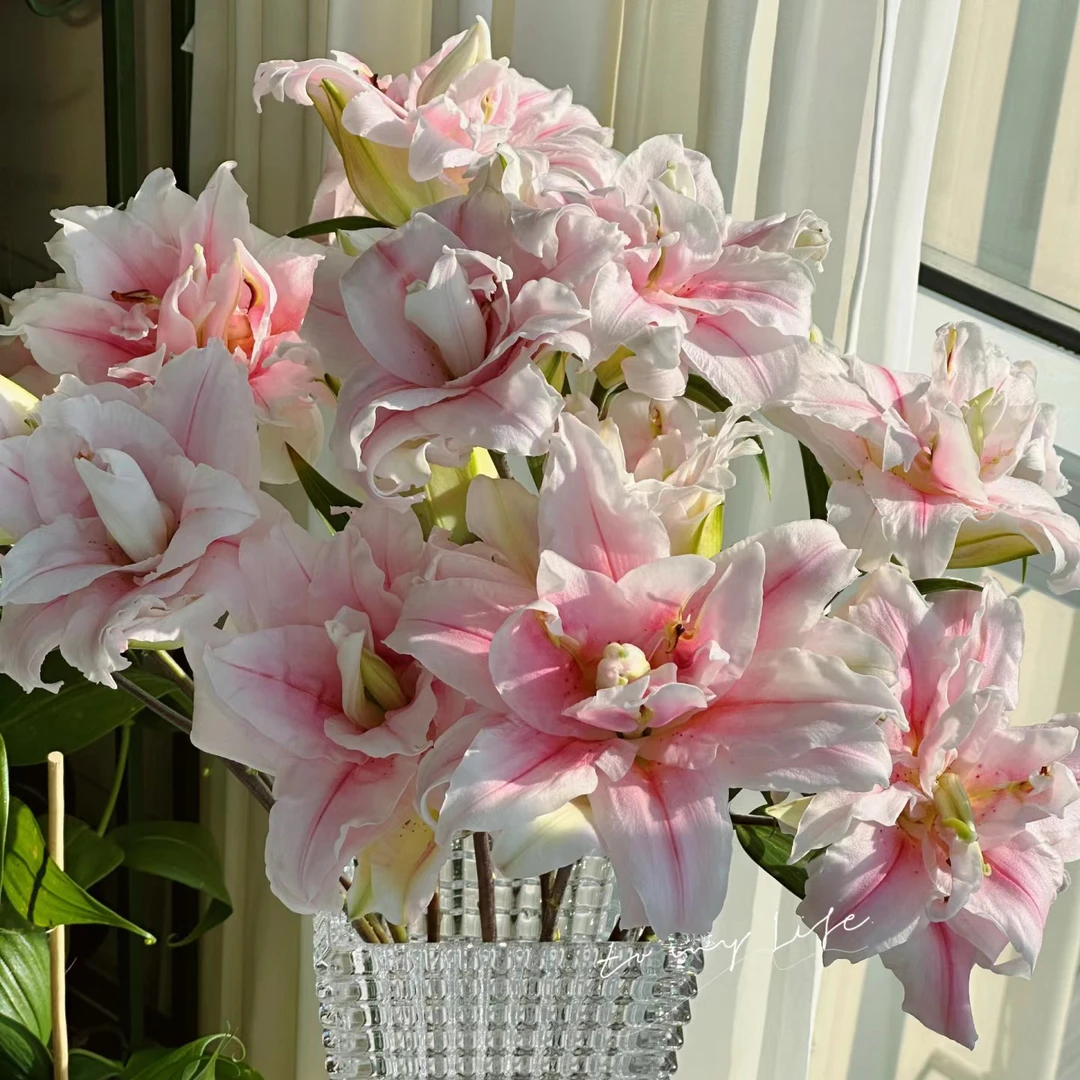 云花巷#重瓣百合 【双钻】鲜花优选 顺丰直发