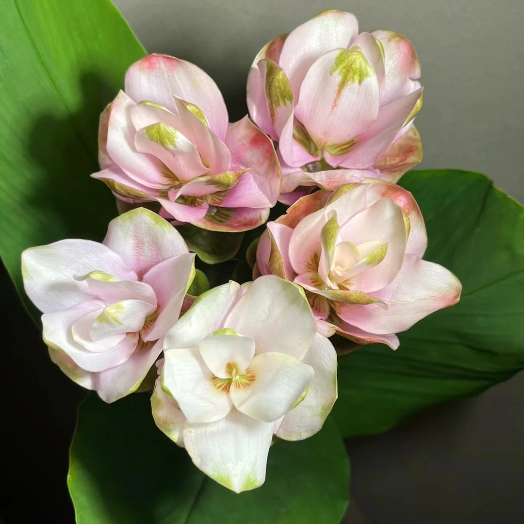 云花巷# 【姜荷花】鲜花优选基地顺丰直发