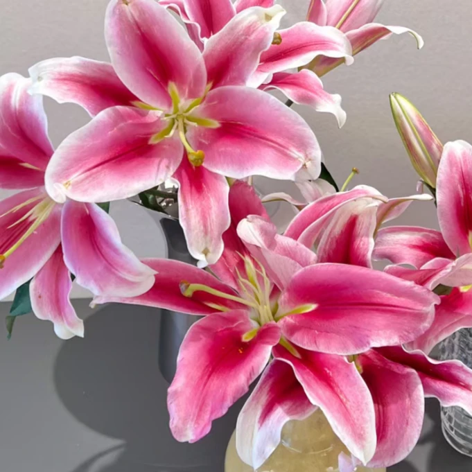 云花巷#香水百合 【普拉芬多】鲜花优选 顺丰直发