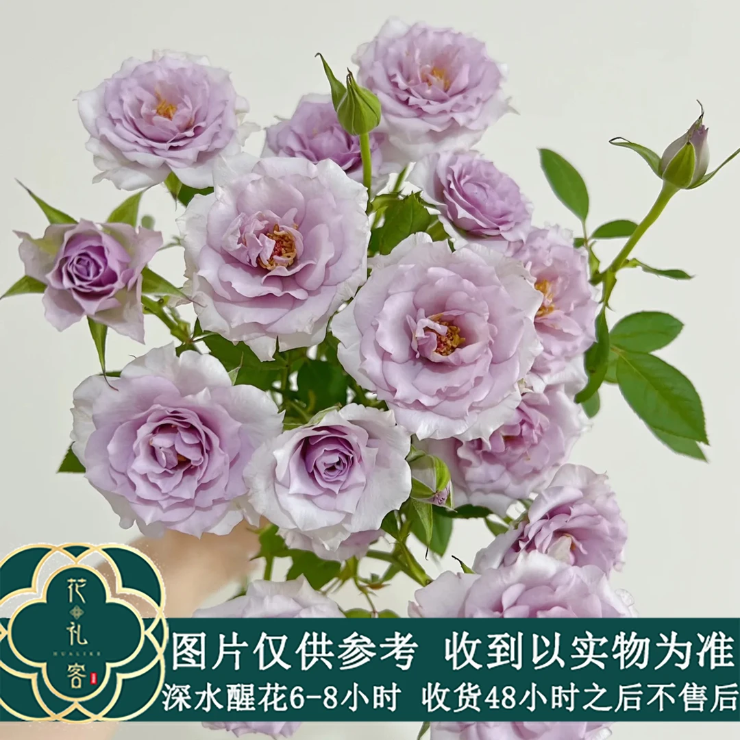 云花巷#【紫雾公主】高端稀有小众玫瑰鲜花优选 顺丰直发