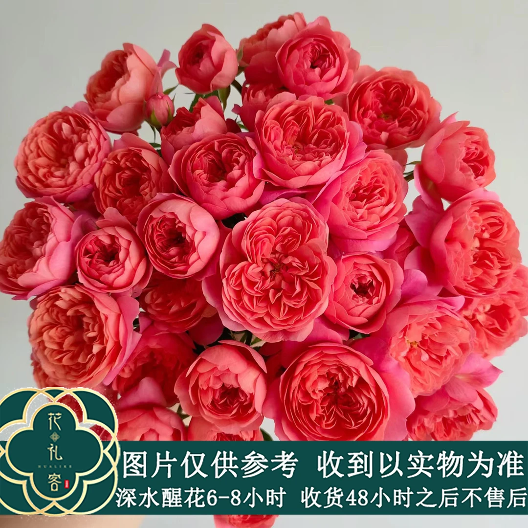 云花巷#多头玫瑰【红果汁】高品质鲜切花云南基地直采顺丰直发