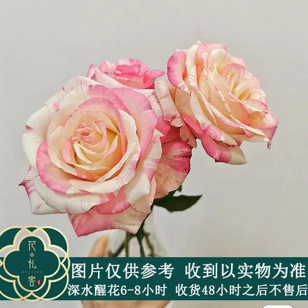 云花巷#单头玫瑰 【单头霓裳】鲜花优选 顺丰直发