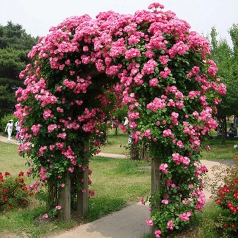 藤本月季爬藤大苗,安吉拉,多季节循环开花,丰花勤花爆花藤本大