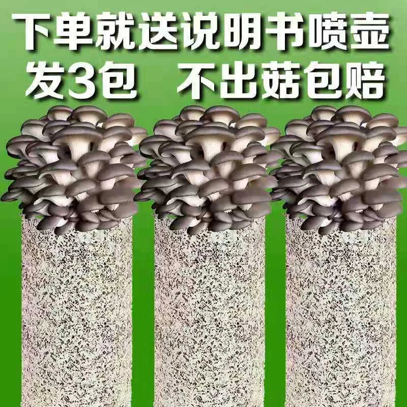 【拍一发三】不出菇包赔家庭室内蘑菇大包菌包菌室内蘑菇种植菌棒种