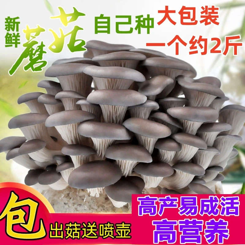 大包蘑菇菌包菌菇种植包平菇菌种阳台食用菌家庭室内种植蘑菇菌棒