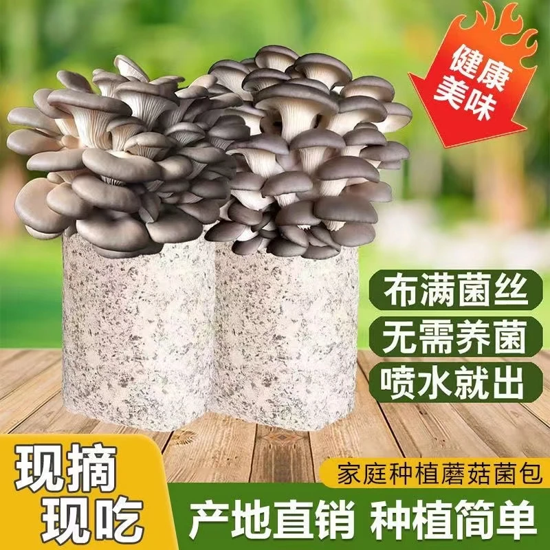 【不出菇包赔】食用菌培养天然平菇菌包家庭种植天然饱满无需土好养