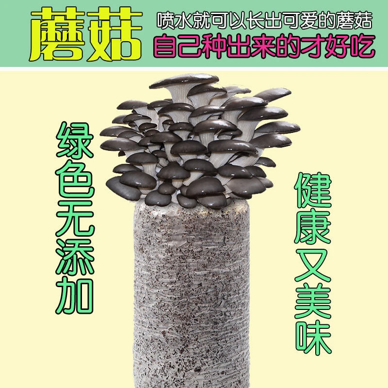 平菇蘑菇种植菌包装家庭室内香菇养蘑菇种菌阳台种蘑菇菌种菌棒袋