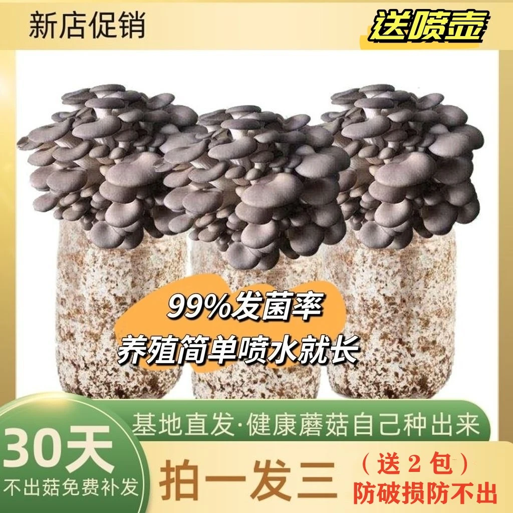 【拍一发三】秀珍菇菌包菇新鲜可爱天然种植无需用土无需阳光喷水长