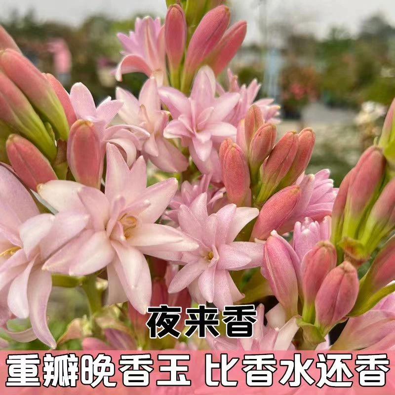 晚香玉种球重瓣大花球根夜来香浓香型多年生切花庭院阳台花卉盆栽