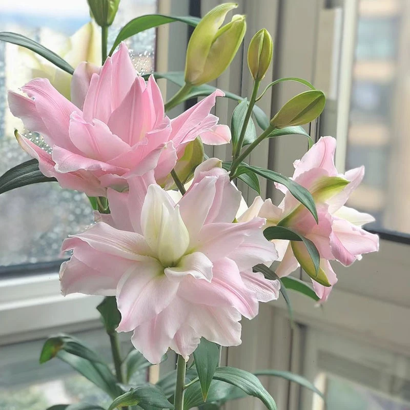 百合种球香水百合花盆栽浓香型四季种植花种子郁金香花卉室内好养
