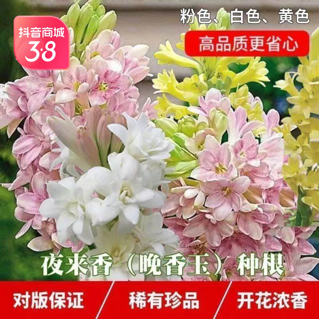 晚香玉种球夜来香花苗浓香型多年生植物室内外庭院四季易种活花卉