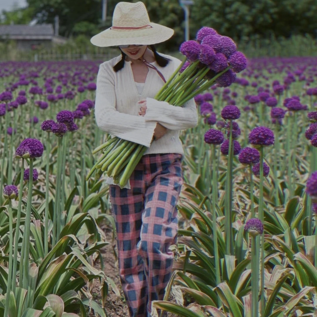 大花葱种球荷兰大花葱种球耐冬耐冻大花葱大使盆栽地栽进口大花葱