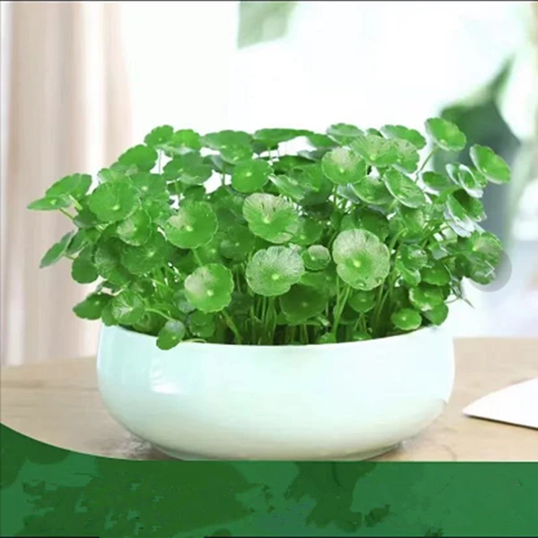 铜金钱草室内盆栽花卉绿植套餐盆景金钱草水养花卉水培土培植物