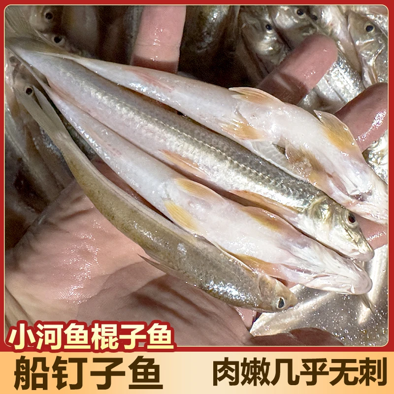 【冷链加冰发货】淡水新鲜棍子鱼小河鱼船钉子鱼沙锥鱼（已去肠）