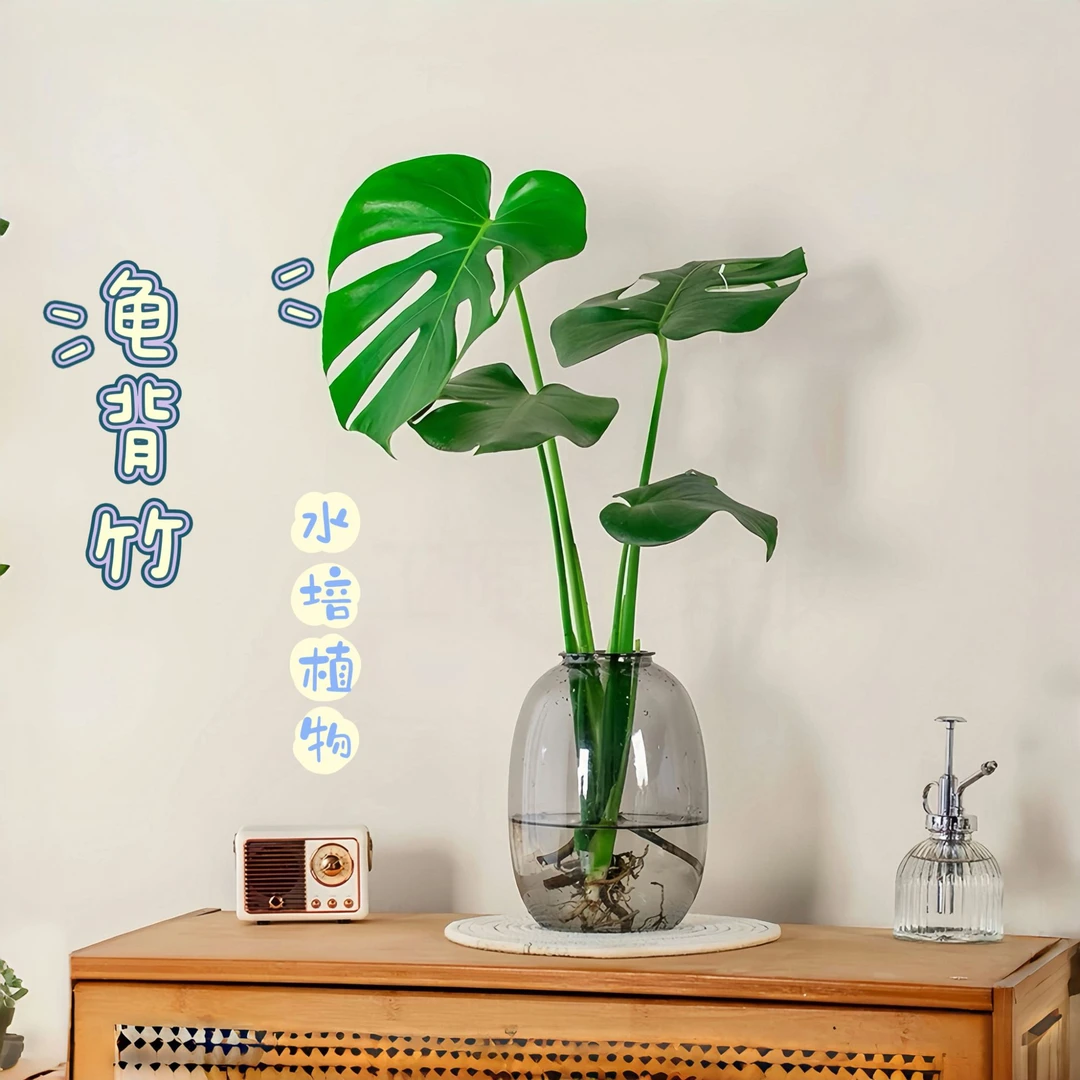 水培龟背竹基地室内绿植盆栽观叶花卉四季常绿好养护鲜活春羽3