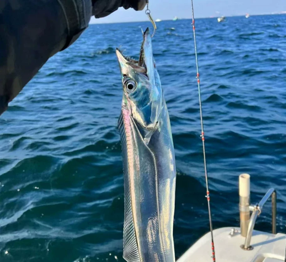 连云港发货 新鲜海捕连云港本地带鱼 每条150g到200g