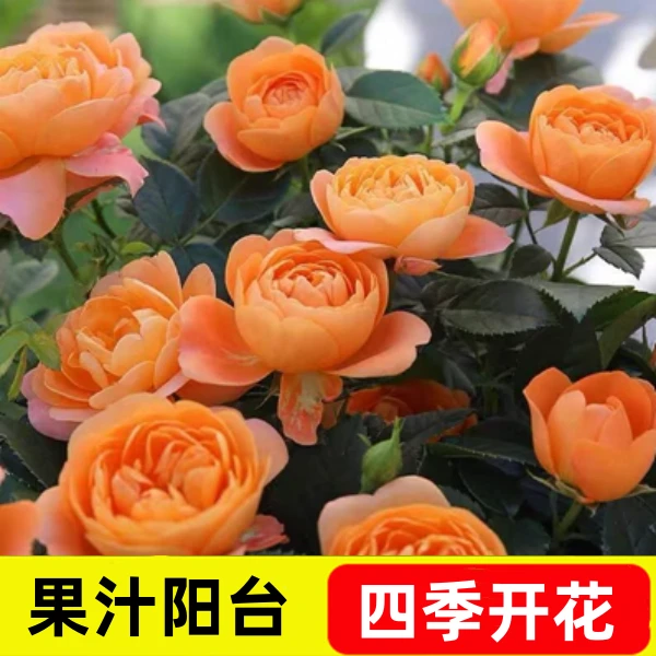 四季开扦插玫瑰苗【果汁阳台】大花浓香月季苗原土发货盆栽地栽花卉